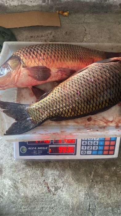 Продам свежий рыба сазан