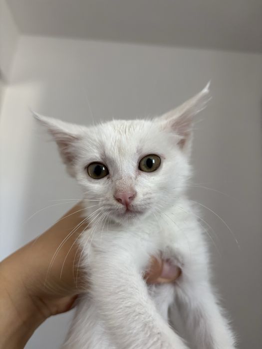 Котенок в ДОБРЫЕ руки!!!