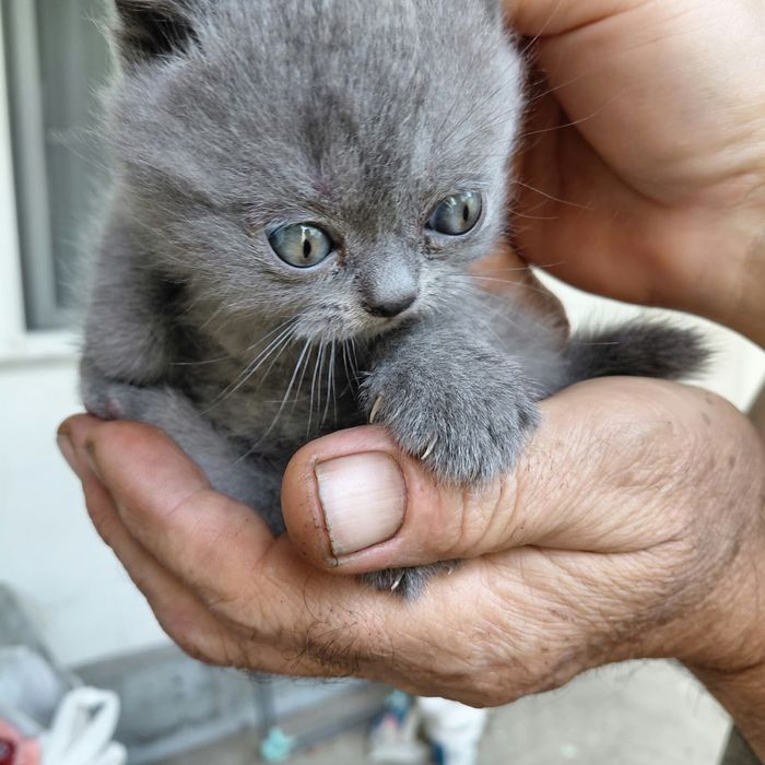 Котята вислоухие чистокровные шотландцы