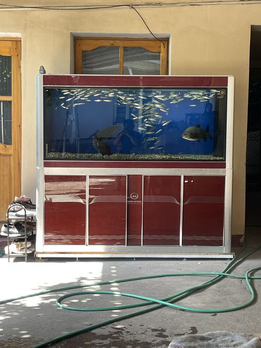 Arapaima 65sm xishnik