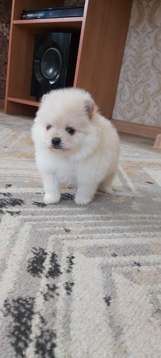 Щпицы щенки девочки и мальчики