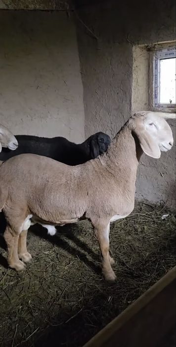 Qoy Qochqor кой qassob sotladi