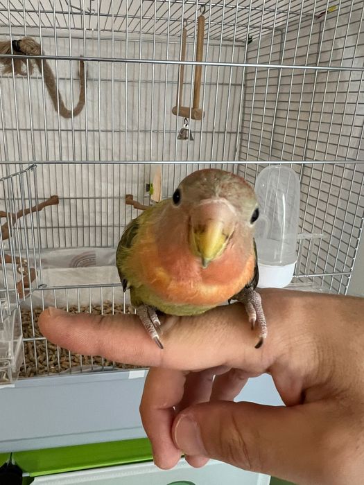 Papagal agapornis + colivie