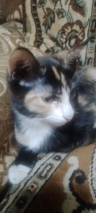 Котята бесплатно