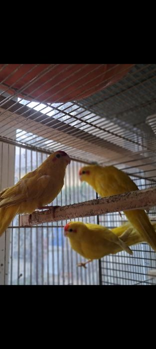 Perusi, Agaponis, Nimfe, Rozela, Micul Alexander, Kakarichi