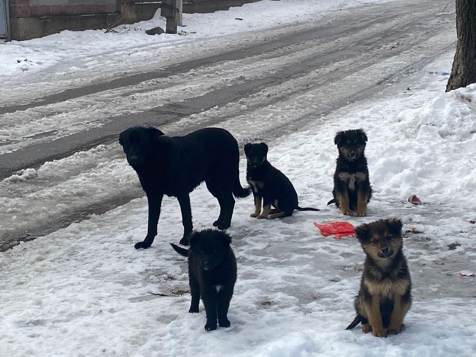 Щеночки в добрые руки