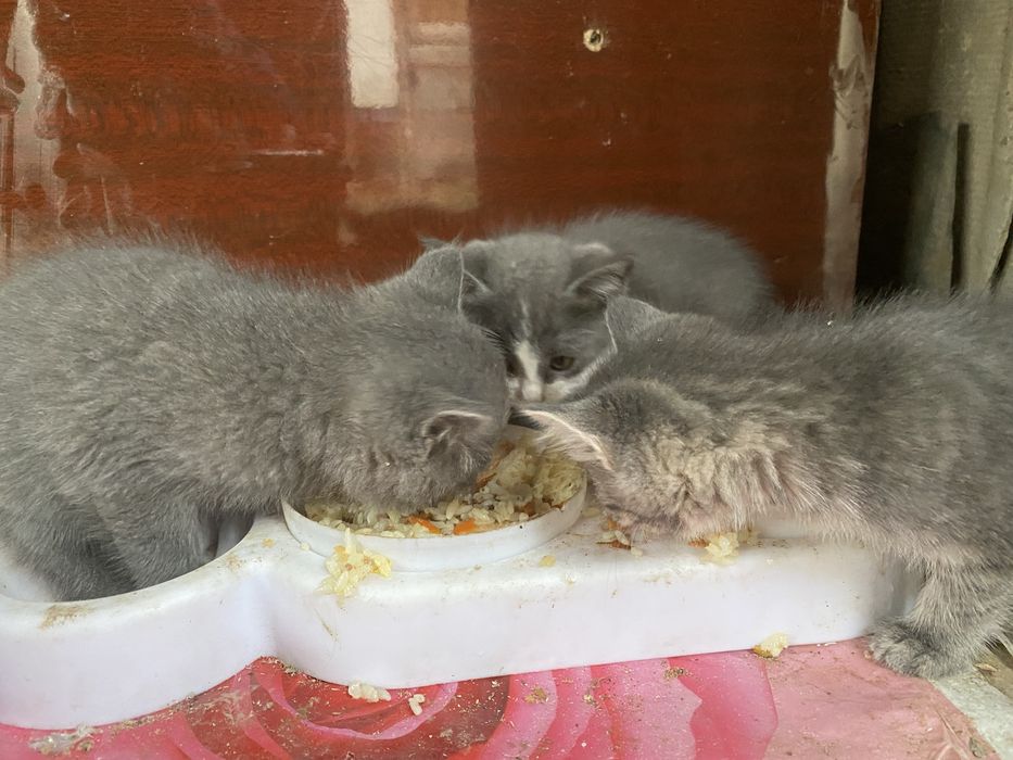 Отдам даром котята