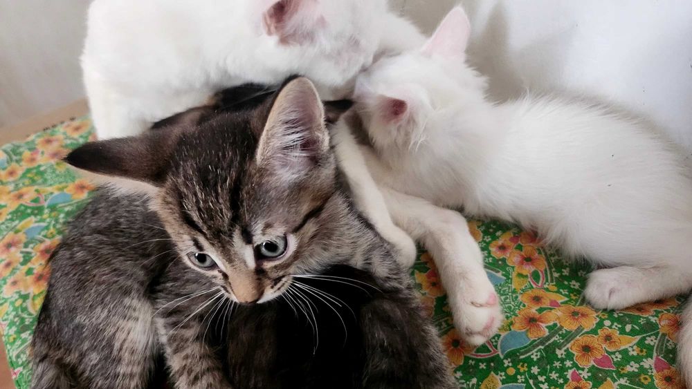 Отдам котят в добоые руки