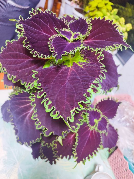 Цветы  комнатные