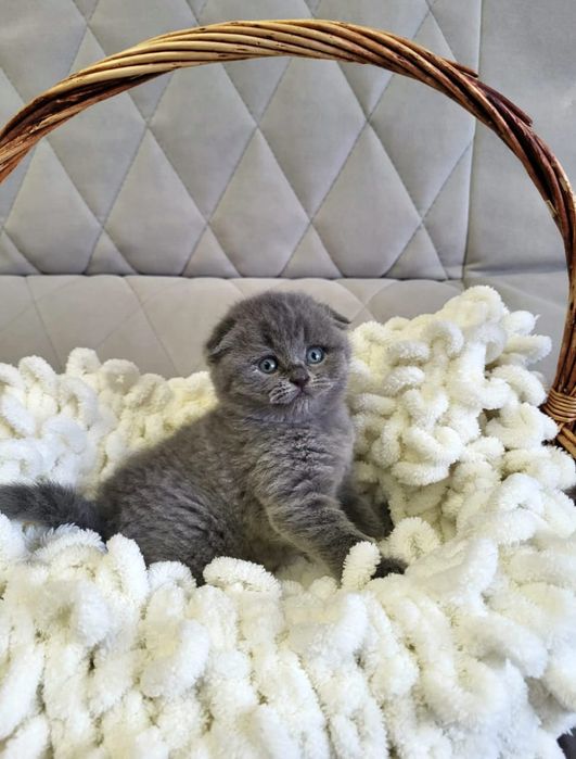 Девочка и Мальчик.  Скоттиш Фолд.