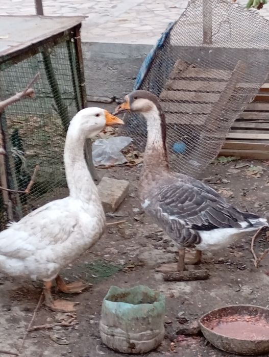 Sog'lom G'ozlar sotiladi