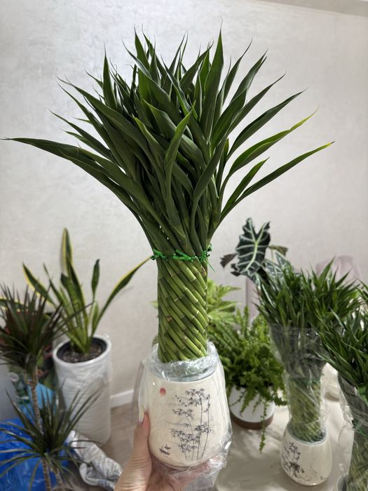 Комнатные растения