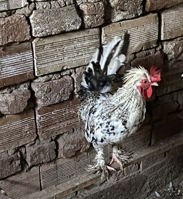 В ОБЛАСТ РАЗГРАД - Млади петли (Излюпени в началото на юли ! )