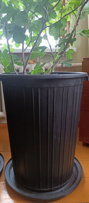 Инжир в горшке для дома