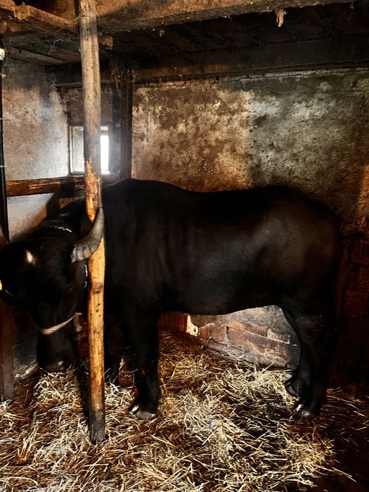 Vand junica de bivolita de 2 ani