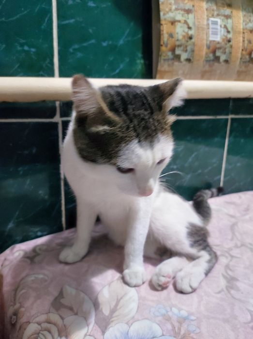 Котёнок мальчик 7,5 месяцев