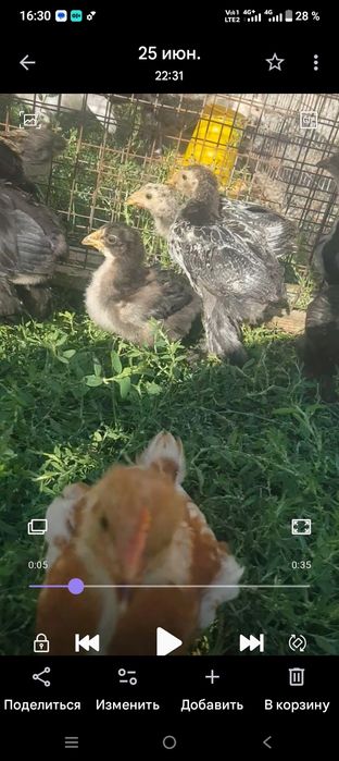 Продам курей и циплят