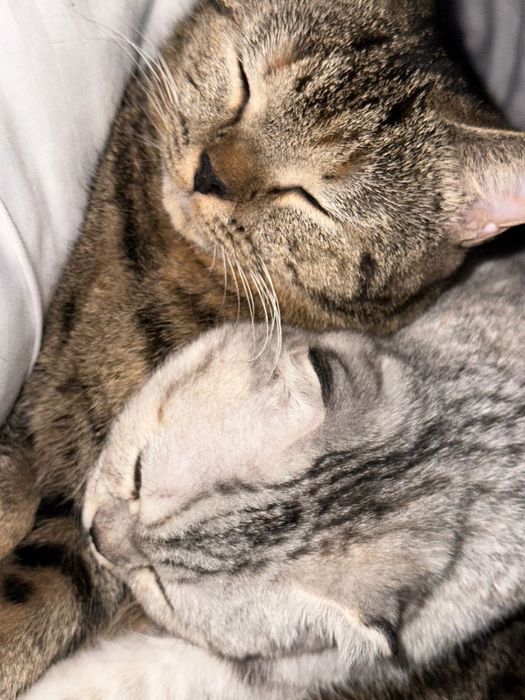 Отдам 2х кошечек в хорошие руки