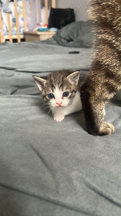 Отдам даром котенка