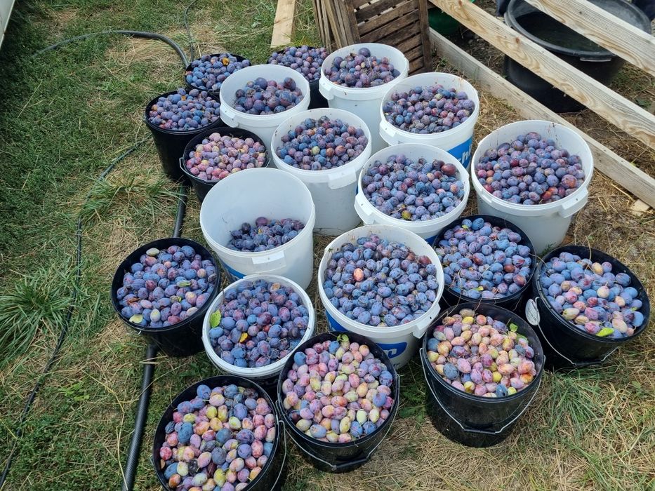 Prune pentru tuica Bio / nestropite