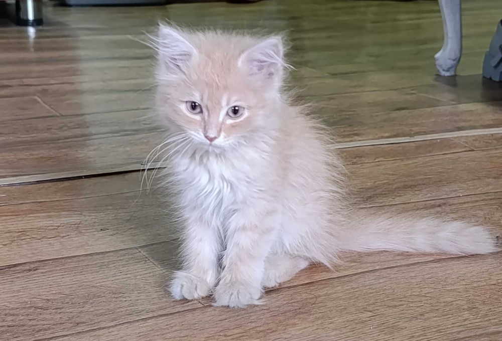 Котенок в добрые руки!