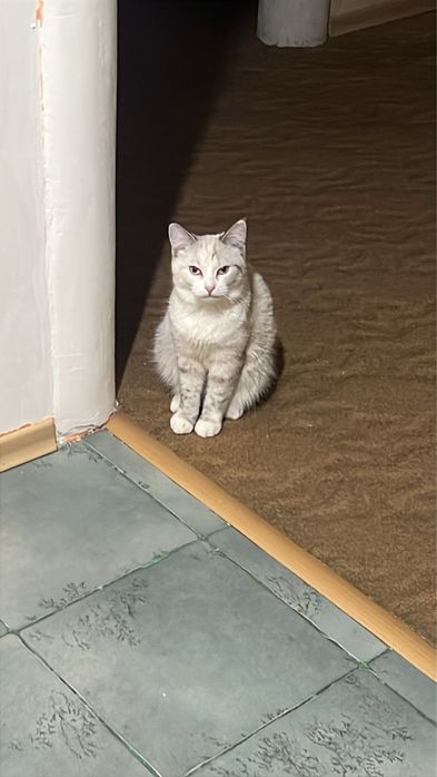 Отдам кошку в добрые руки