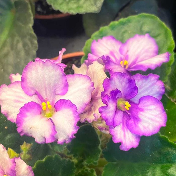 Фиалки цветущие в горшках