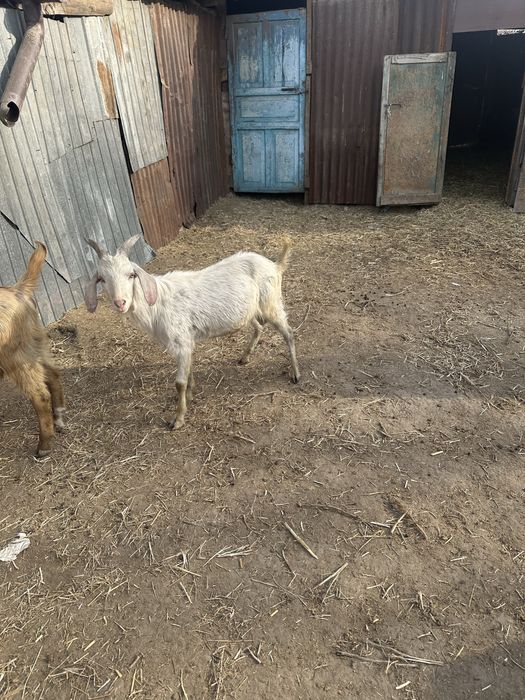 Шібіштер лағымен сүтті