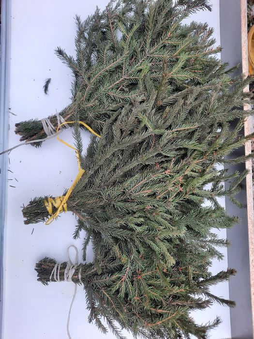 Веник еловый в петропавл 2000