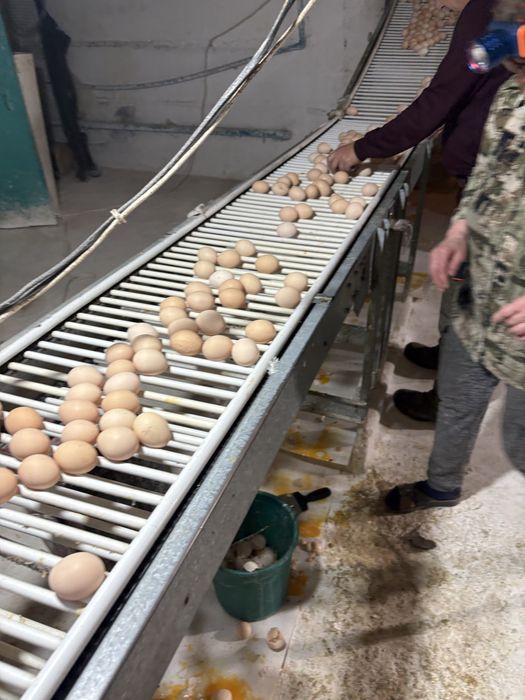 Кораль ник Несушка