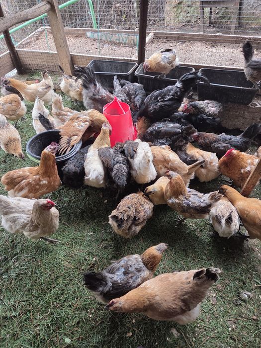 Продам смешанных курей несущие цветные яйца.