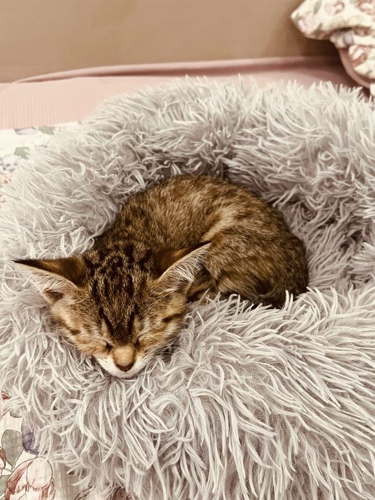 Золотая шиншила