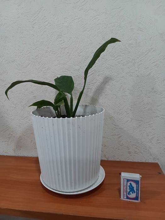 Каланхое,Герань,Спатифиллум
