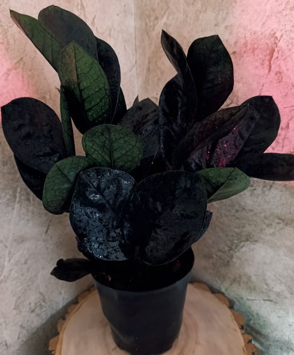 Замиокулькас Равен