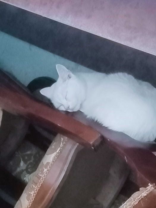 Tekinga mushug beraman yaxshi qollarga