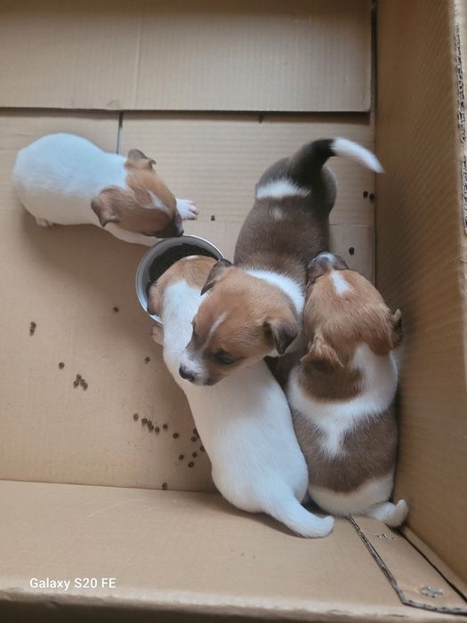 Джак Ръсел Териер