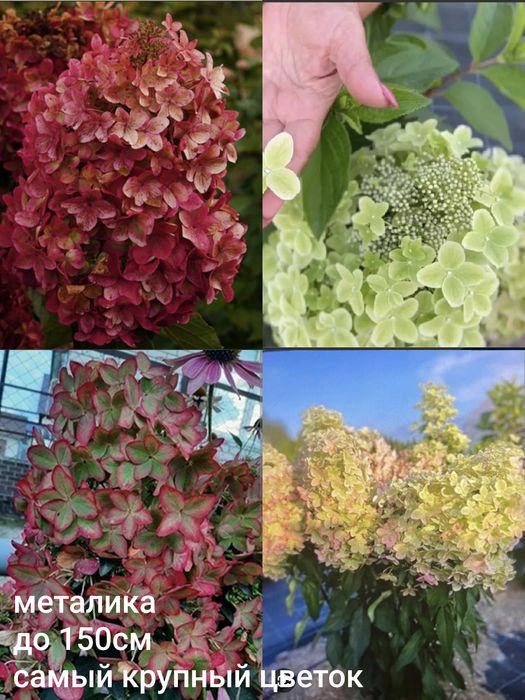 Гортензия метельчатая черенки