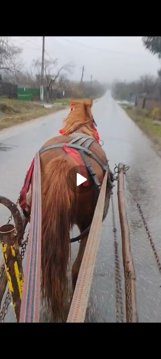 Vînd cîrlană 1 an și jumate