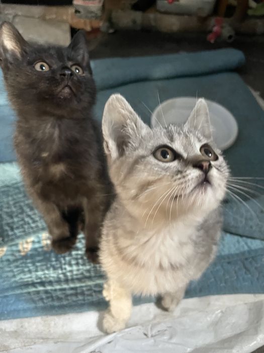 Котята в добрые руки