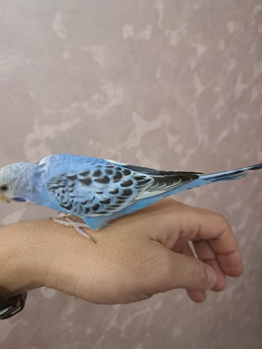 Попугай волнистый ручной