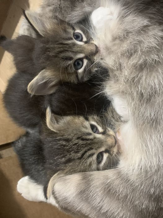 Прадается котенки 1 месяц