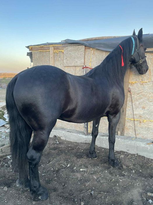 Vand Cal Frizian‼️ Zoro