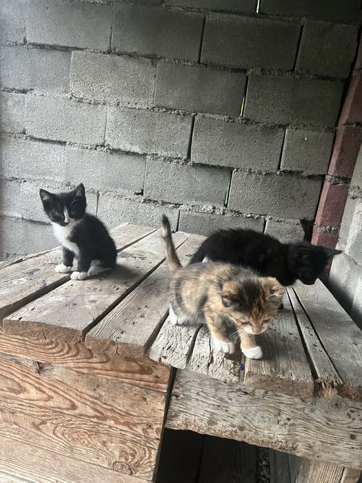 Отдам котят в добрые руки
