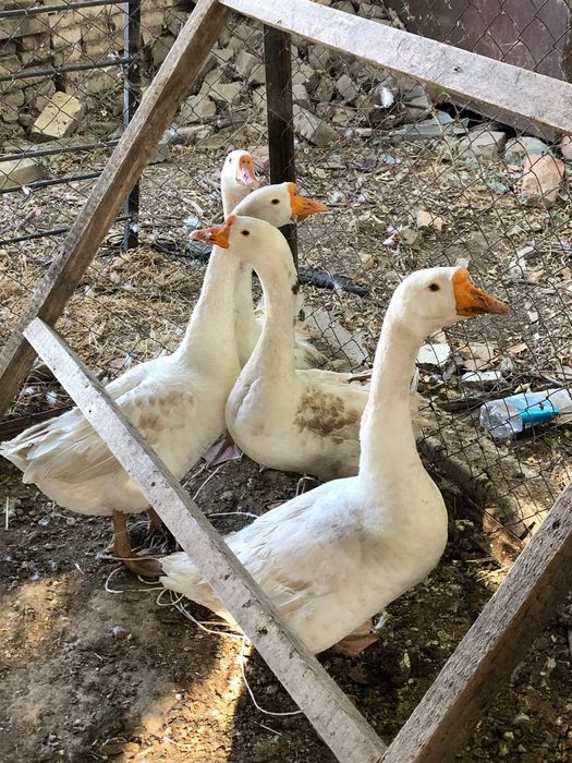 казы сатлады шымкент