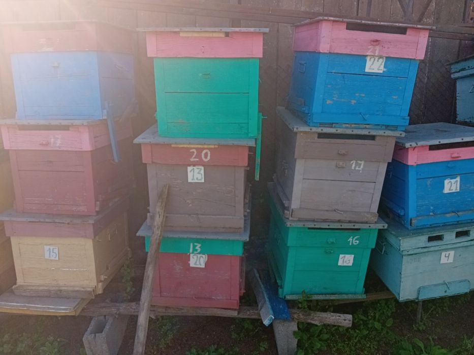 Lazi albine pe 12 rame Hapria • OLX.ro