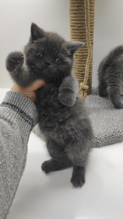 КотЯта  ОчаРоваШки шоТландскИе