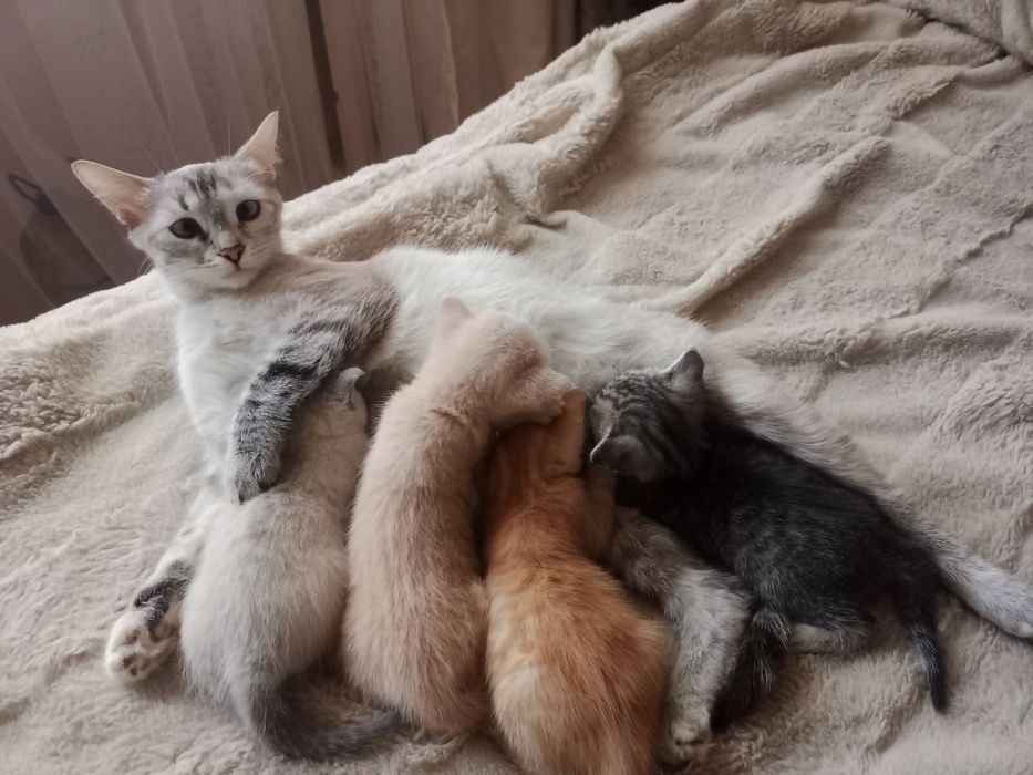 В добрые руки котята