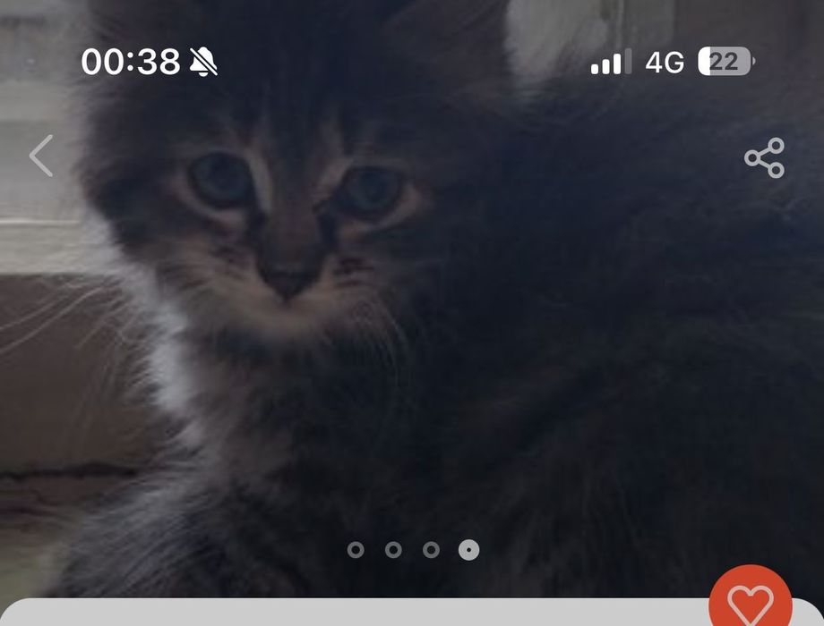 Отдам котят в добрые руки