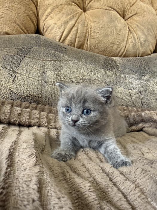 Бронь на котят фолд и страйт