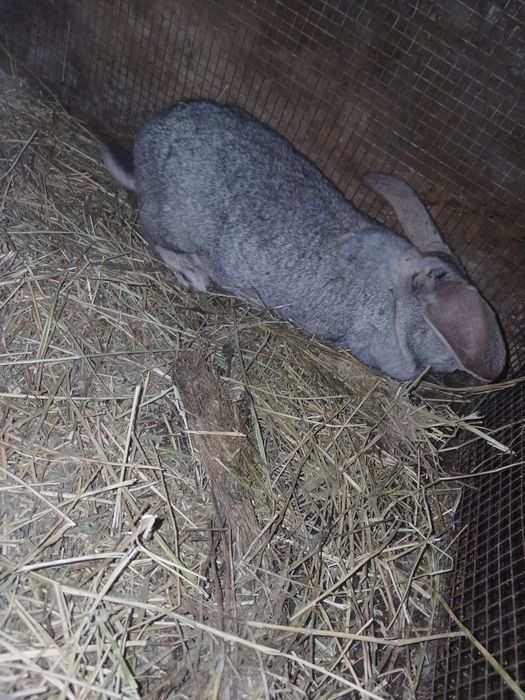 Vând iepuroaica gestantă